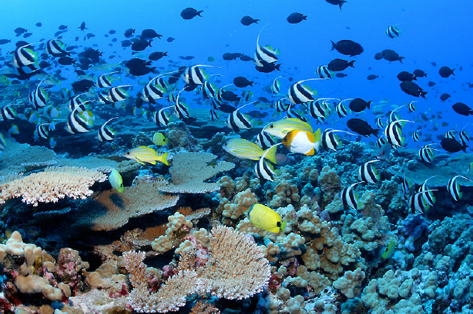 Aquatic Biomes OpenCurriculum Aquatic Biomes OpenCurriculum