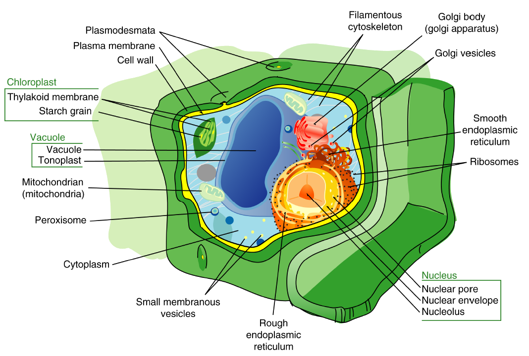 Cell Structures OpenCurriculum Cell Structures OpenCurriculum