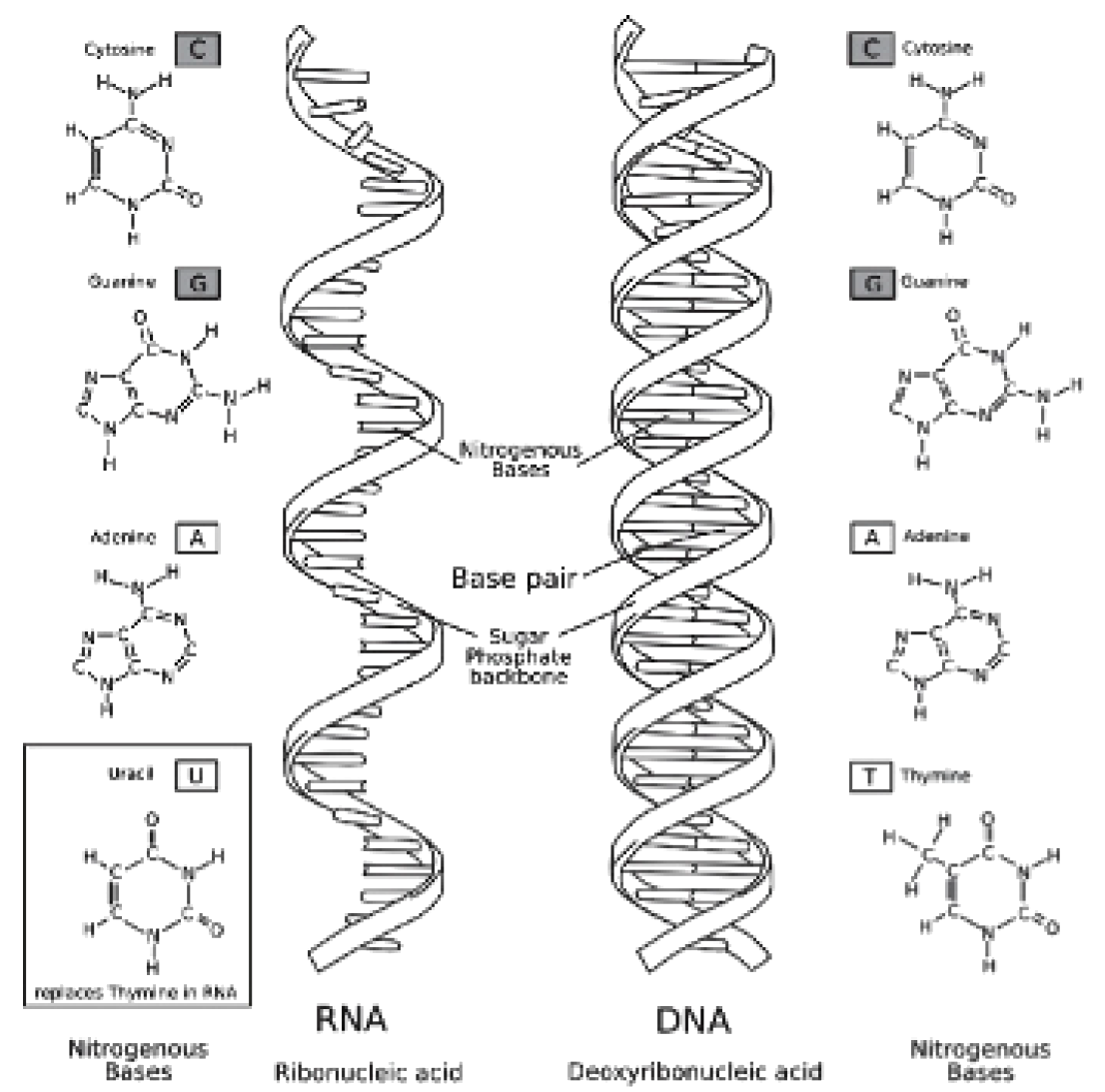 Dna Coloring Worksheet Printable Word Searches