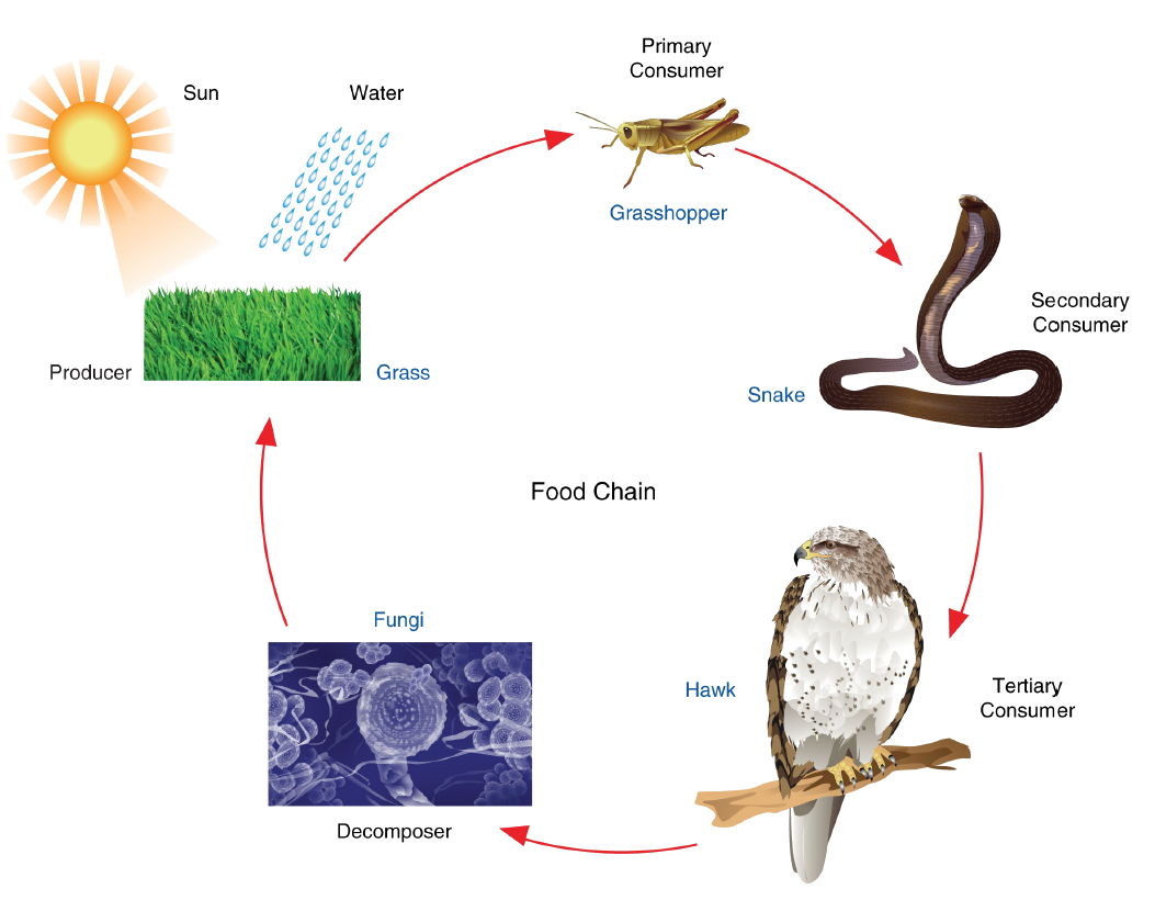 Energy For Life An Overview Of Photosynthesis OpenCurriculum