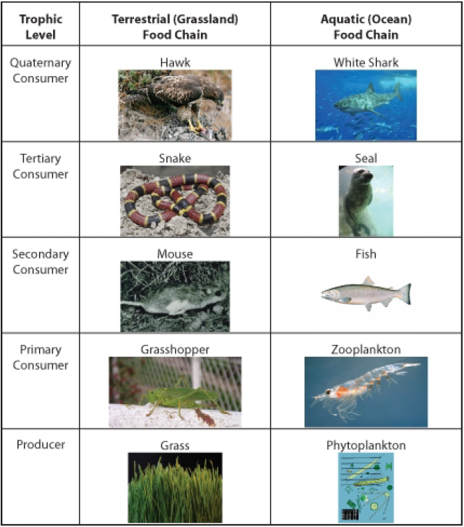 Flow Of Energy In Ecosystems OpenCurriculum Flow Of Energy In Ecosystems OpenCurriculum