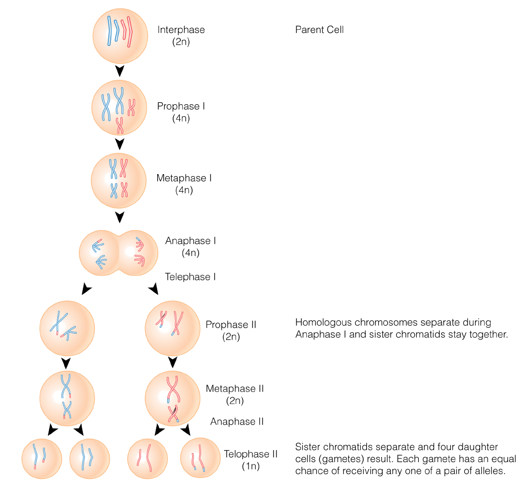 Mendel's Investigation ‹ OpenCurriculum