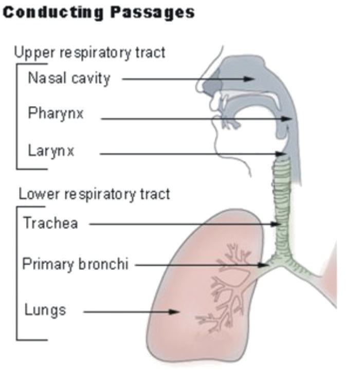 Respiratory System OpenCurriculum